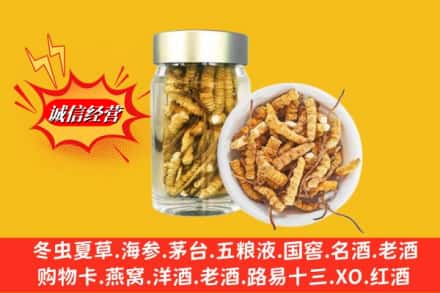 西工区回收散虫草